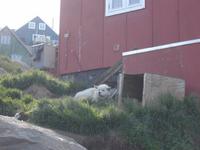 0238 Schlittenhund