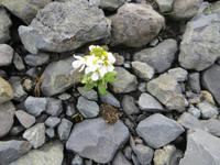 etwas Grünes (die Natur hinkt 3-4 Wochen zurück)