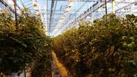 Tomatenaanbau auf isländisch