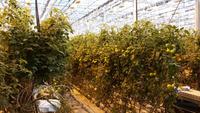 Tomatenaanbau auf isländisch