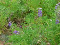 Island, Alaskalupine