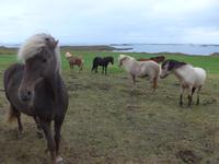 Island, Snaefellsnes, Bjarnarhöfn