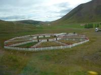 Island, Schafspferch