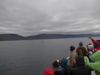 Island, Akureyri, Walsafari