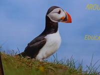 Island, Papageientaucher