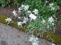Island, Akureyri, Botanischer Garten