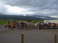 Island, Akureyri, Pferdehof 