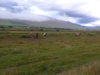 Island, Akureyri, Pferdehof 