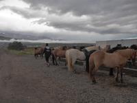 Island, Akureyri, Pferdehof 