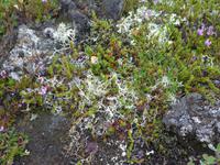 Island, Myvatn, dunkle Burgen, Rentierflechte