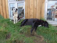 Island, höchst gelegener Bauernhof Mödrudalur