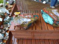 Island, Petras Steinhaus