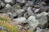 Flatey Papageientaucher