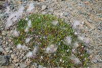 Pflanzenwelt Islands