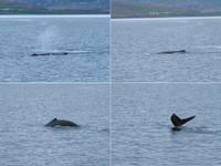 Island, Akureyri, Walsafari