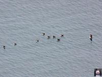 Island, Tjörnes, Vogelbeobachtung