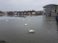 Island, Reykjavik, Tjörnin mit Rathaus