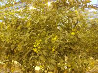 Island, Tomatenanbau Fridheimar