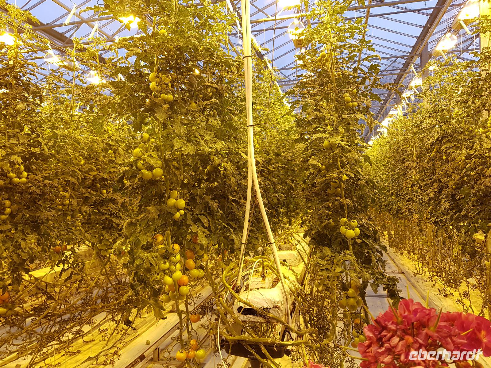 Island, Tomatenanbau Fridheimar