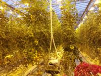 Island, Tomatenanbau Fridheimar
