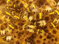 Island, Tomatenanbau Fridheimar, Bienen