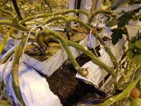 Island, Tomatenanbau Fridheimar