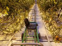 Island, Tomatenanbau Fridheimar