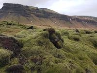 Island, Moos an der Südküste