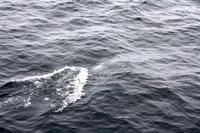 Ups, da war er schon wieder weg ...