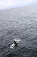 Weißschnauzendelfin