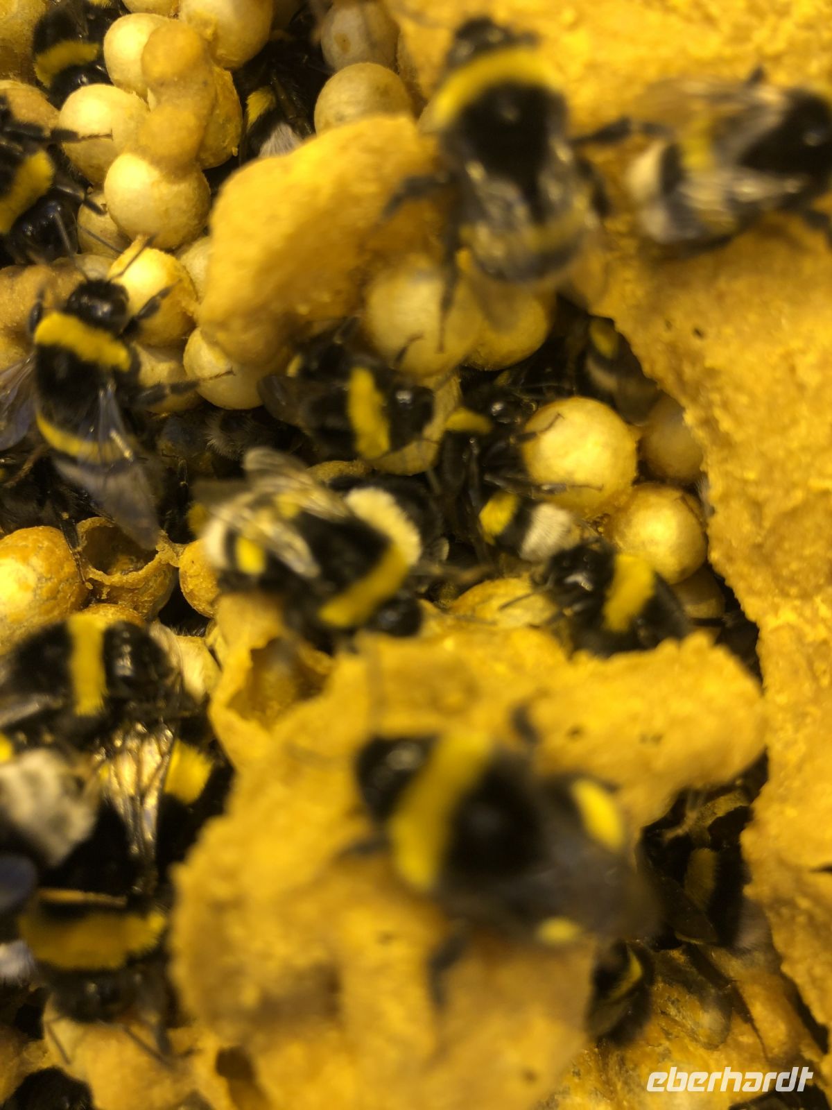 Bienenbestellung für die Friedemar Tomatenfarm