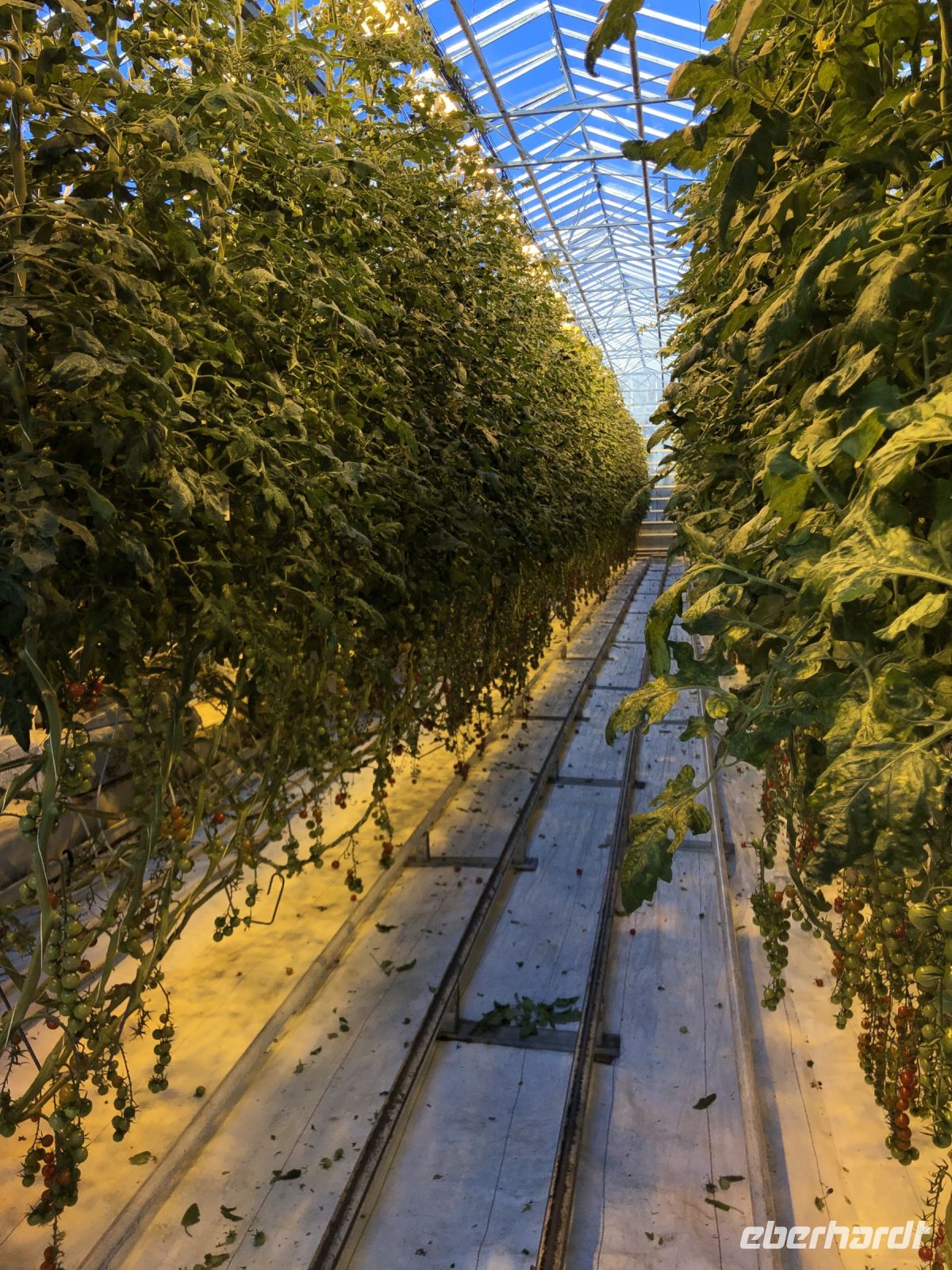 Fridheimar Tomatenfarm (1)