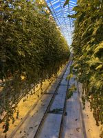 Fridheimar Tomatenfarm (1)
