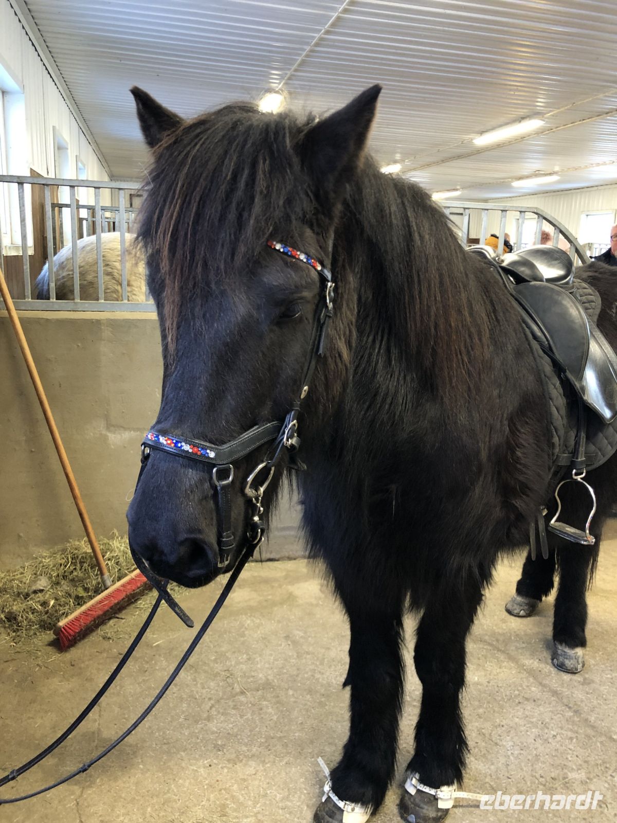 Islandpferd auf dem Fridheimar Hof(1)