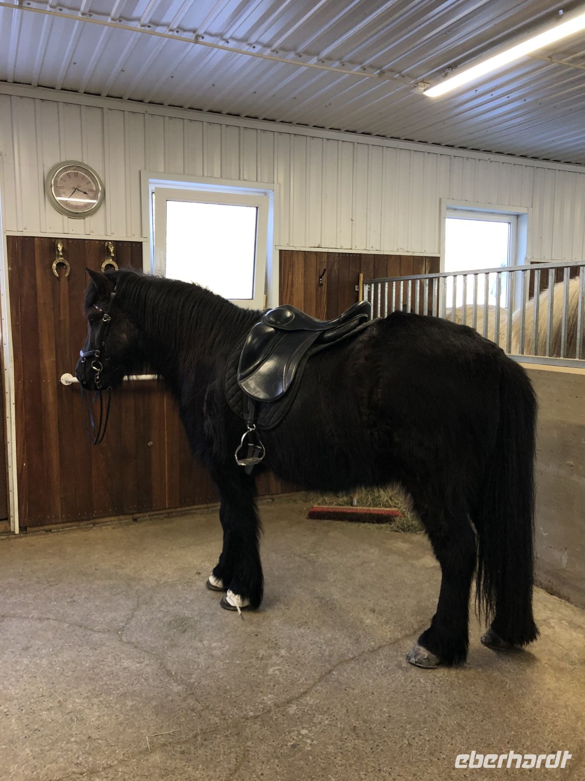 Islandpferd auf dem Fridheimar Hof(2)