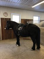 Islandpferd auf dem Fridheimar Hof(2)