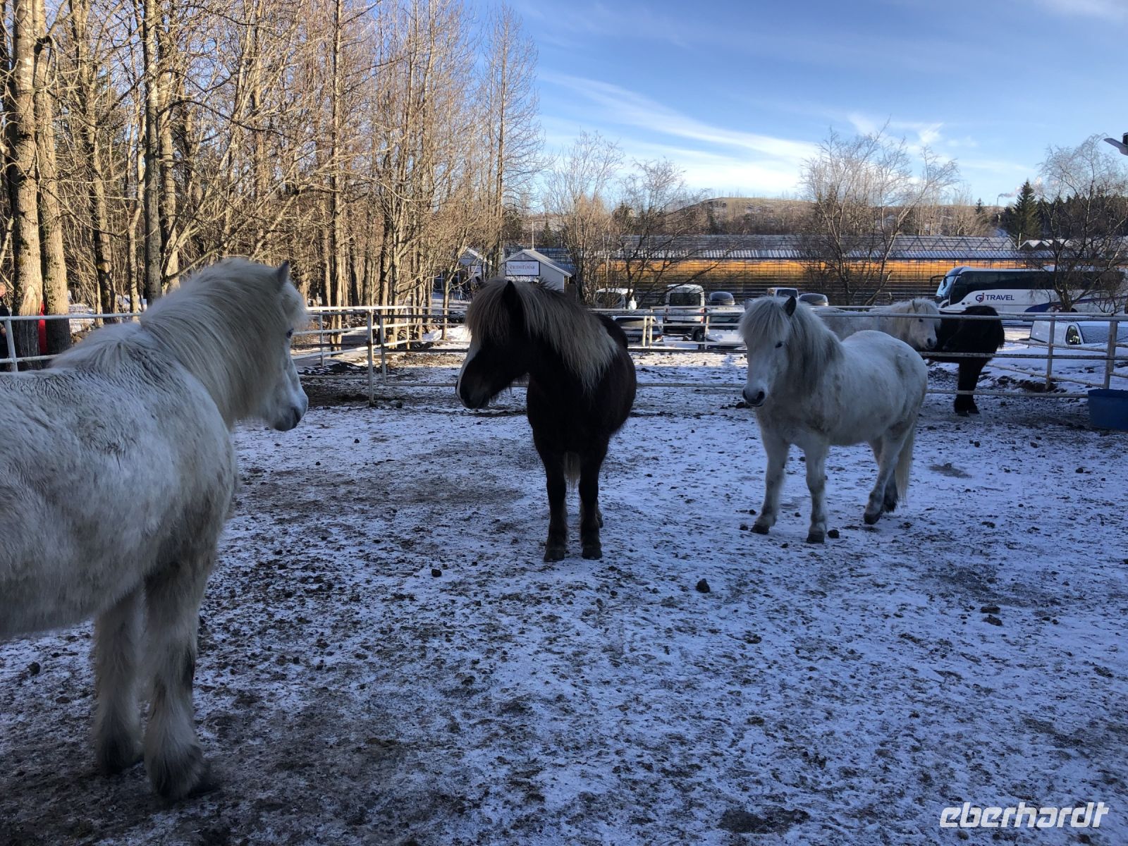 Vorführung Islandpferde (1)