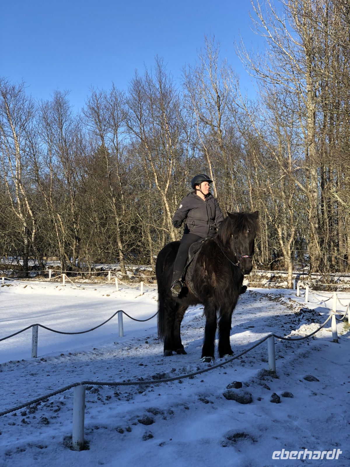 Vorführung Islandpferde (3)