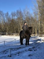 Vorführung Islandpferde (3)