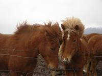 Islandpferde - Tölter