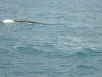 Buckelwale begleiten unser Boot