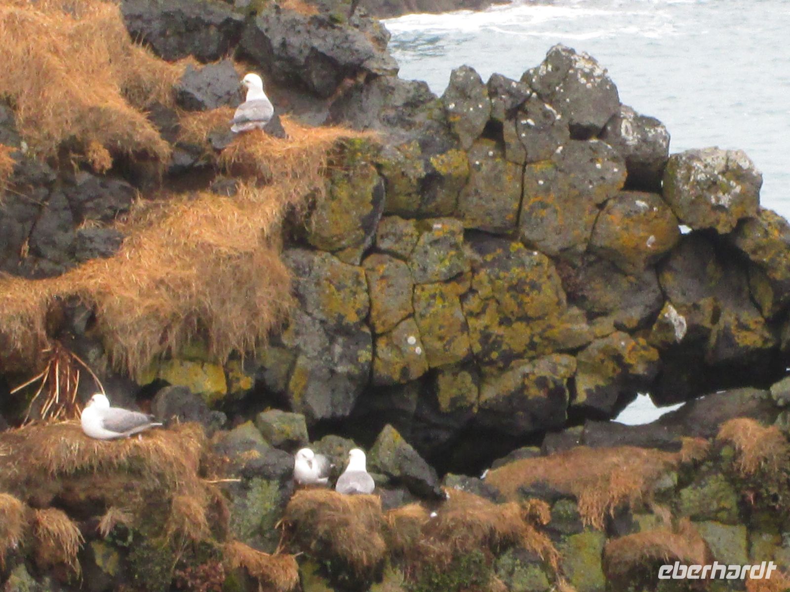 Dreizehenmöwen bei Arnarstapi