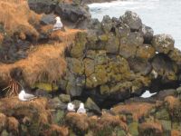 Dreizehenmöwen bei Arnarstapi