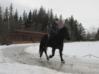 Vorzeigen der 5 Gangarten