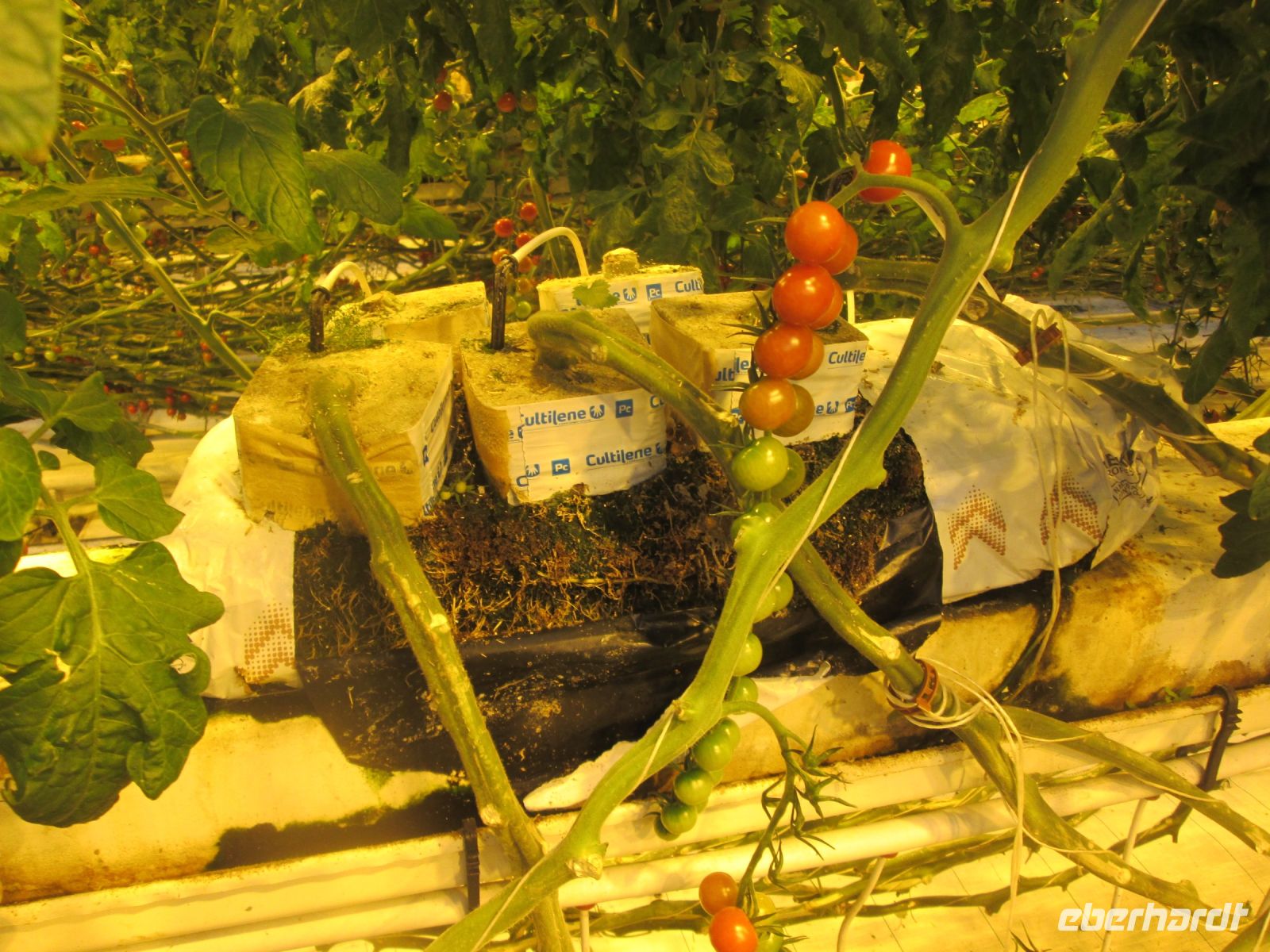 Züchtung der Cherrytomaten im Gewächshaus