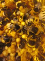 fleißige und notwendige Helfer bei der Bestäubung