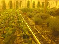 auch andere(s) Kräuter und Gemüse wird gezüchtet