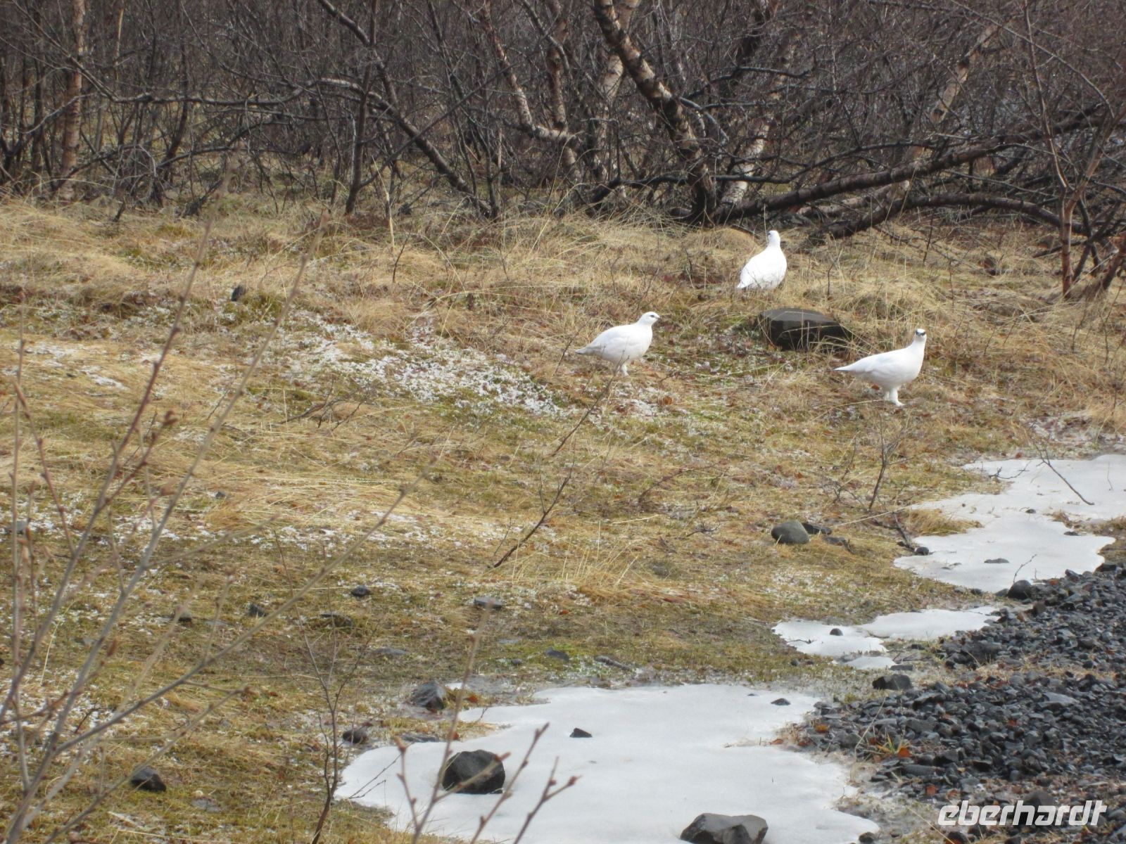Schneehühner