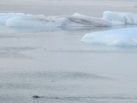 Seehund in der Gletscherlagune