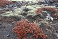 Typische Moose und Flechten